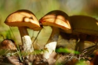 champignon-comestible