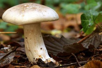 champignon-comestible